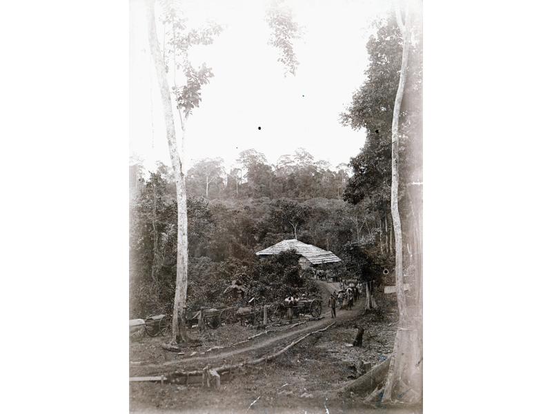 A line of cow-drawn carts along a roughly made road through the jungle. There is a building at the back and trees all around.