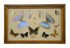 Framed collection of 16 butterflies and moths collected from Colombia. 