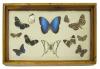 Framed collection of 12 butterflies and moths of different sizes collected in Colombia. They range in colour from light yellow to blue to orange to black