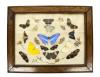 A collection of 18 butterflies and moths in a wooden fame and mounted on beige backing. The insects range in size and colour. Some are black and orange, yellow, blue, green, and pale in colour. 