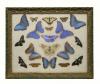 Framed collection of 19 butterflies and moths of different sizes and colours (although primarily blue). Frame is painted green and gold. 