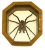 A brown tarantula in a light wooden frame with eight sides. It is sitting on a white mat. 