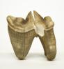 Tiger molar with roots pointed down. Light brown in colour. 