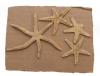 A collection of four starfish. The large starfish has six arms while the three small starfish each have five arms. They are all light brown and are set on a brown backing. 