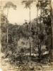 A photo of trees being cleared for road construction. There are broken trees in the foreground and trees on either side of a path being carved into the jungle. 