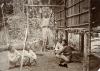  A group of five Sumatrans beside the base of a building on stilts. Four are sitting in the ground while the fifth does chin-ups on a makeshift wooden bar.