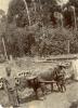 Two men leading an ox, pulling eight-inch pipe. William McRae is standing in a white suit to the right. Behind them are piles of piping. 