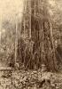 Un foreur international marchant à travers la végétation dense. Il porte un chapeau et un fusil. Un grand arbre couvert de vignes se trouve derrière lui.  