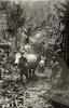 Two oxen, one in front of the other, pulling equipment along a path carved into the jungle. There are men beside the oxen, guiding them. The trees are close around the path.